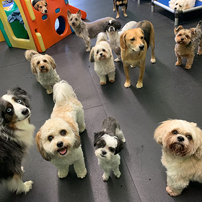Doggie Day Care at Off The Leash