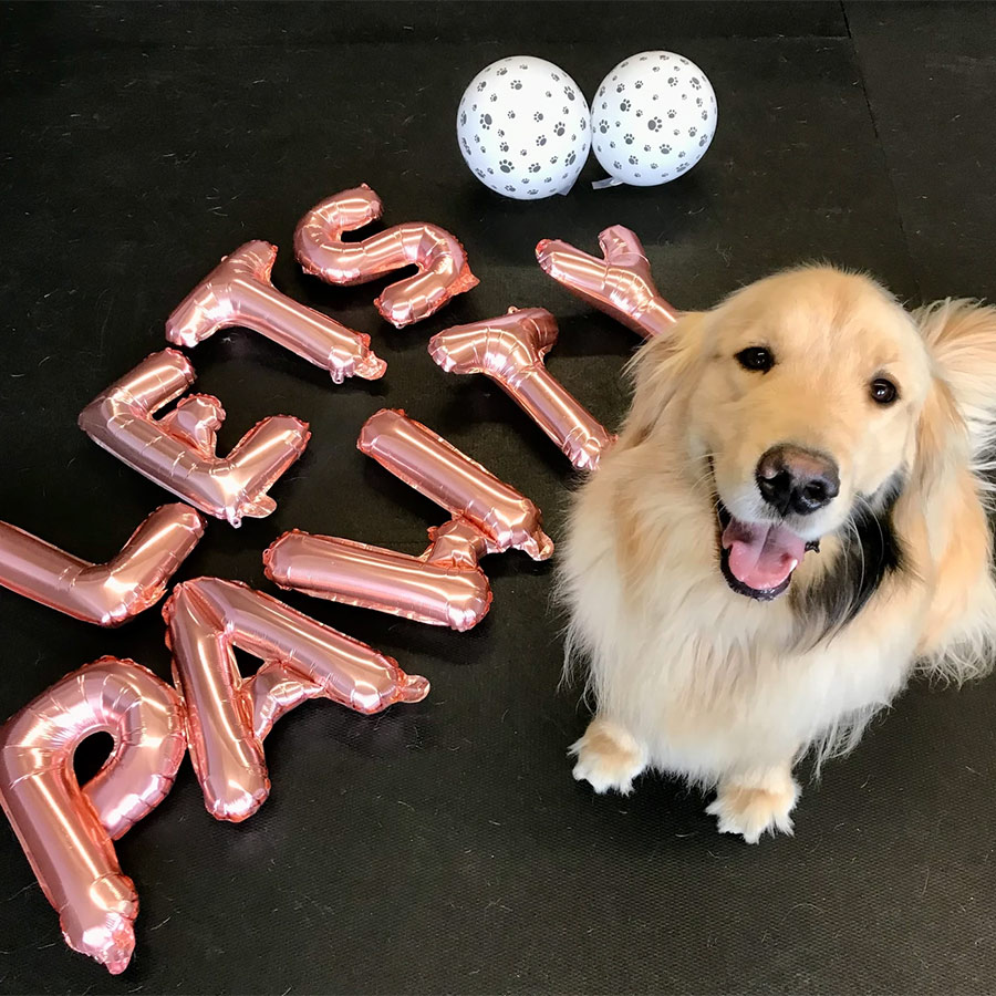 dog birthday parties at Off The Leash Doggie Daycare - MA & RI