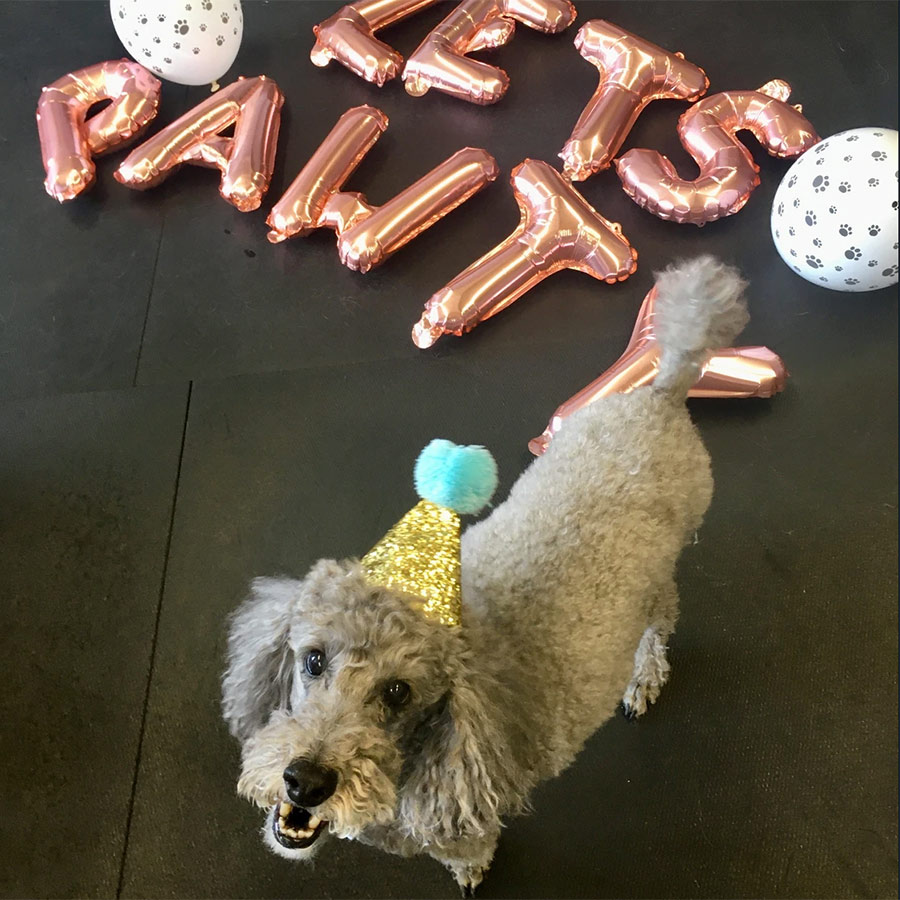 dog birthday parties at Off The Leash Doggie Daycare - MA & RI