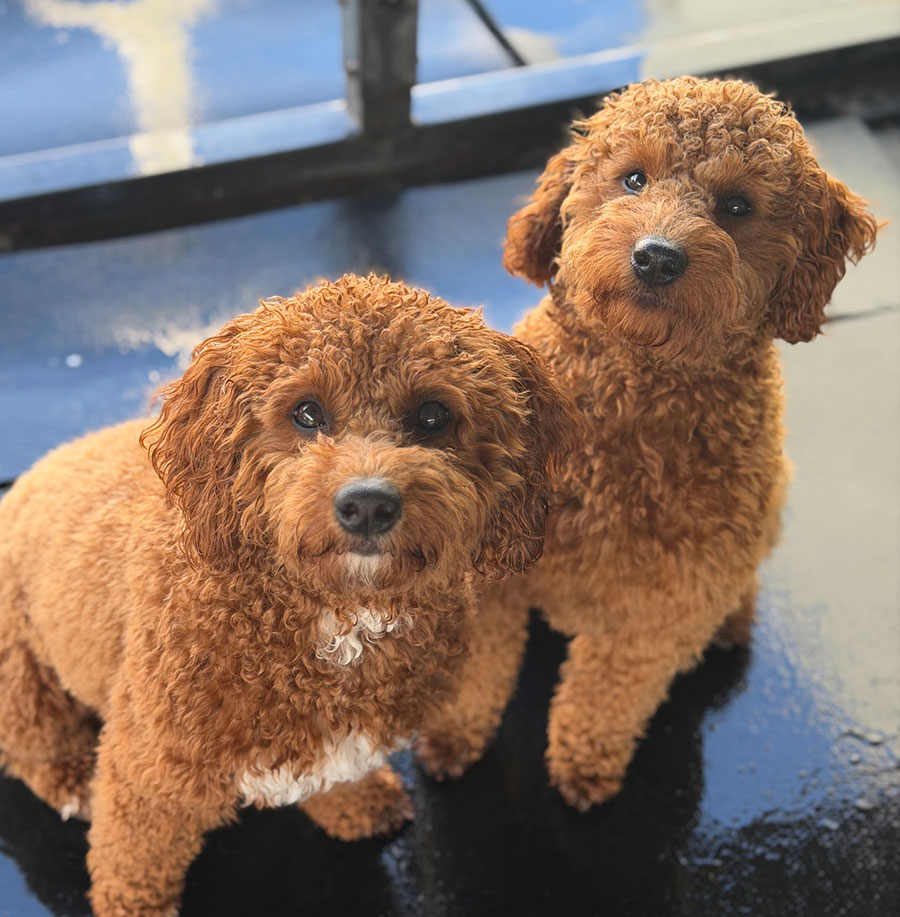 Doggy Day Care - Cute Dogs