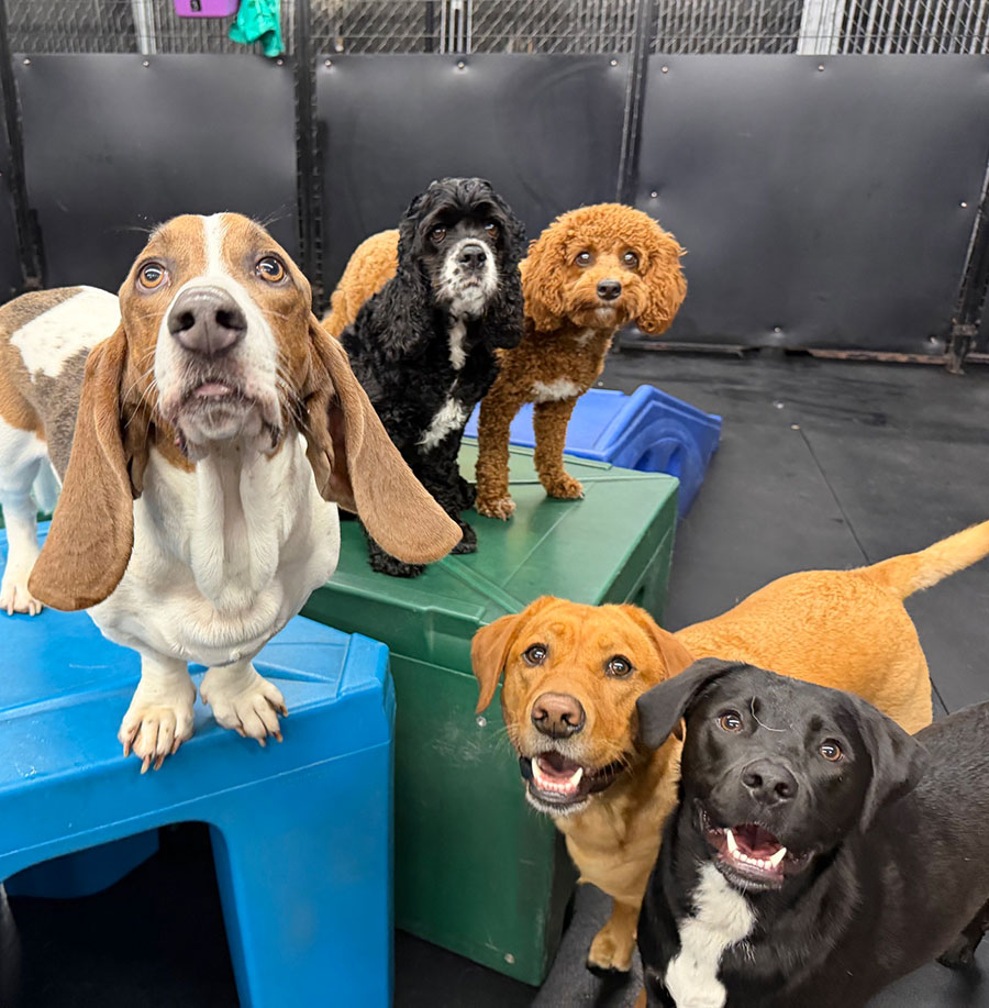 Doggy Day Care - Cute Dogs