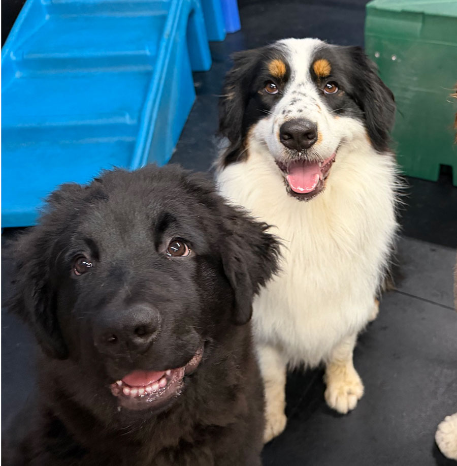 Doggy Day Care - Cute Dogs