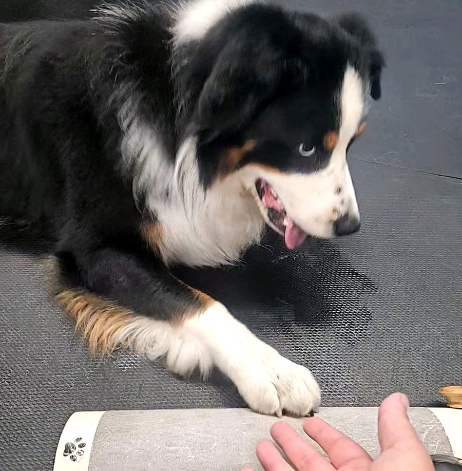 Enrichmutts doggy daycare - Off the leash DDC