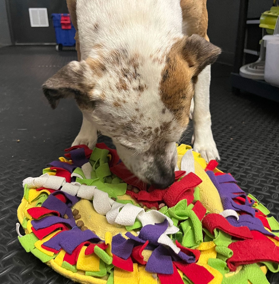 Enrichmutts doggy daycare - Off the leash DDC