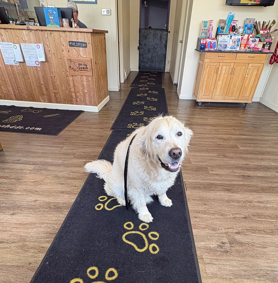 Enrichmutts doggy daycare - Off the leash DDC