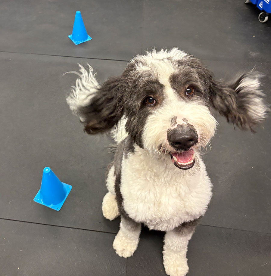 Enrichmutts doggy daycare - Off the leash DDC