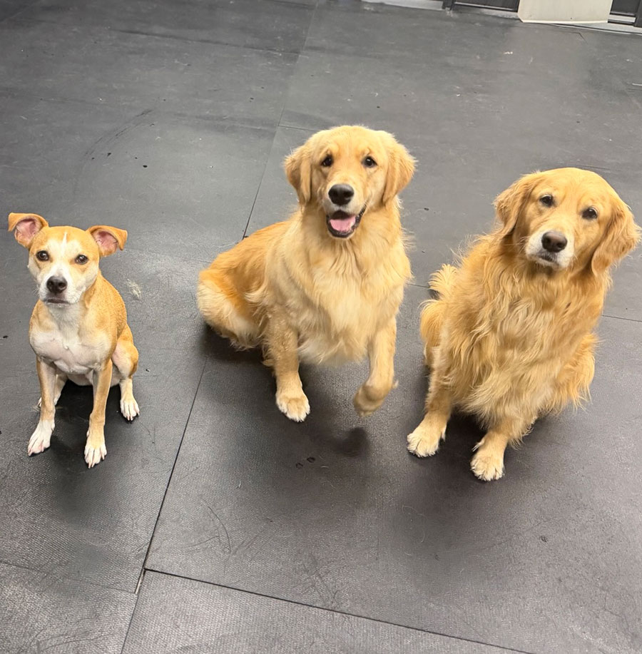 Enrichmutts doggy daycare - Off the leash DDC