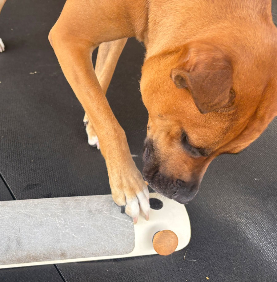 Enrichmutts doggy daycare - Off the leash DDC