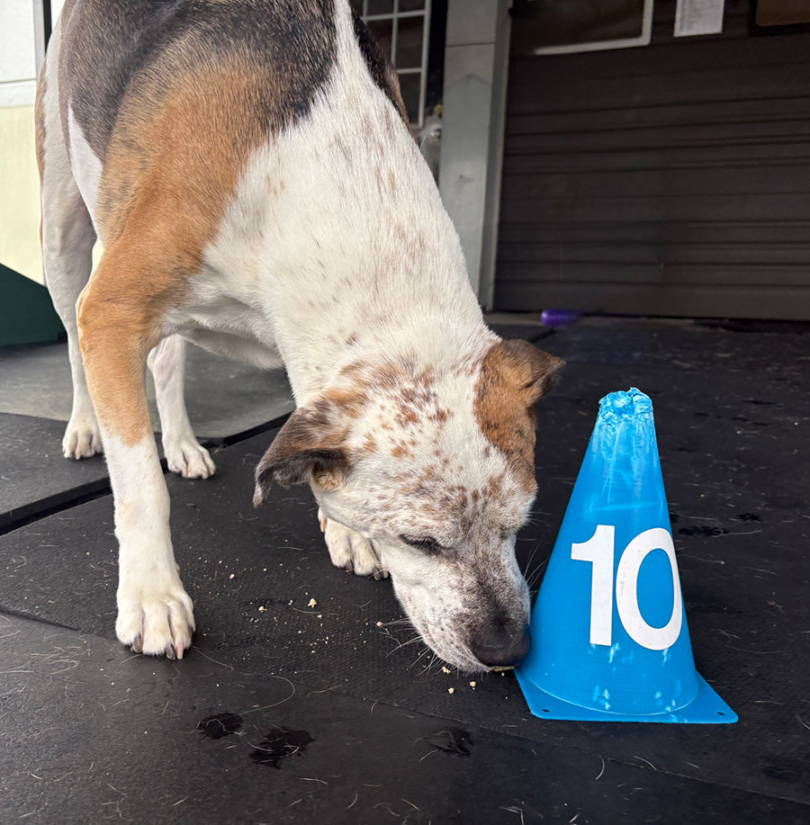 Enrichmutts doggy daycare - Off the leash DDC