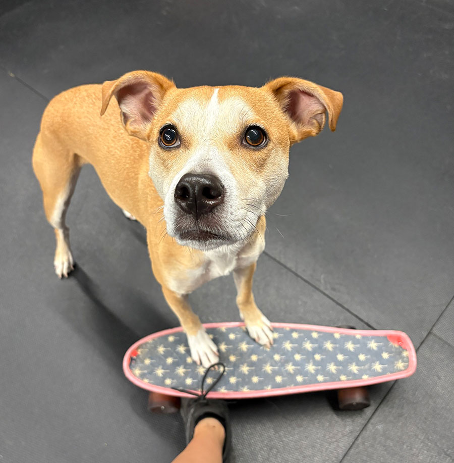Enrichmutts doggy daycare - Off the leash DDC