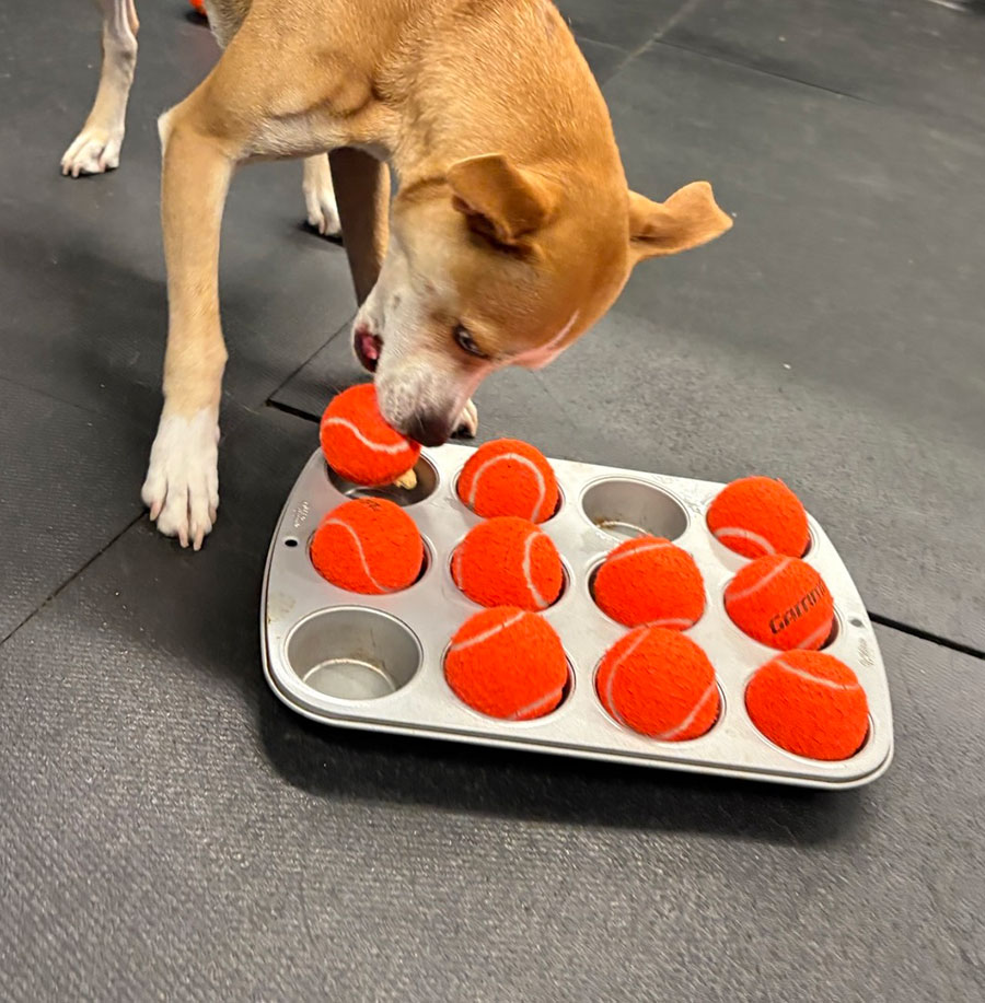 Enrichmutts doggy daycare - Off the leash DDC