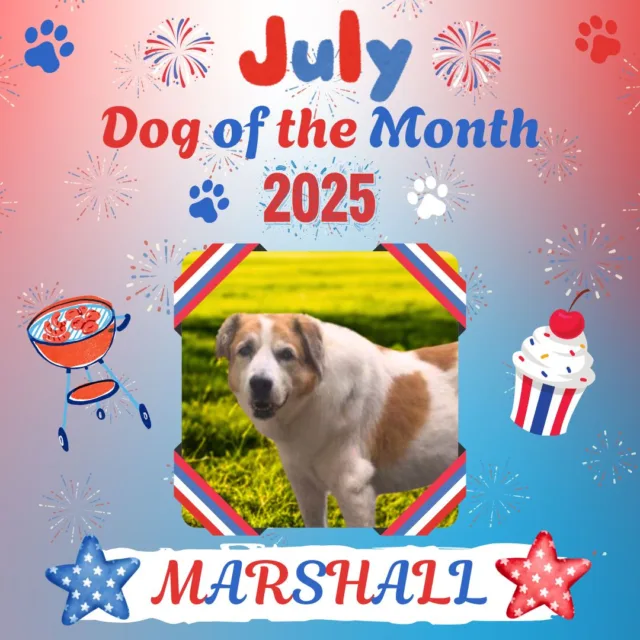 🎆🐾 Fireworks aren’t the only thing lighting up July — our Dog of the Month, Marshall, is bringing the glow all season long! 🐶💛

Summer has officially arrived, and Marshall is starting it off strong with his sweet personality, playful energy, and cool, laid-back charm. Whether he’s making furiends or soaking up the sunshine, he’s always bringing the good vibes wherever he goes!

Let’s hear it for Marshall — July’s top dog! 🐾🎉
