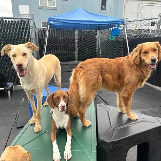Just a bunch of happy pups enjoying the good life with their besties 🐶💛 Whether it’s lounging, sniffing, or just soaking up the vibes—there’s nothing better than spending the day with your pack! 🐾