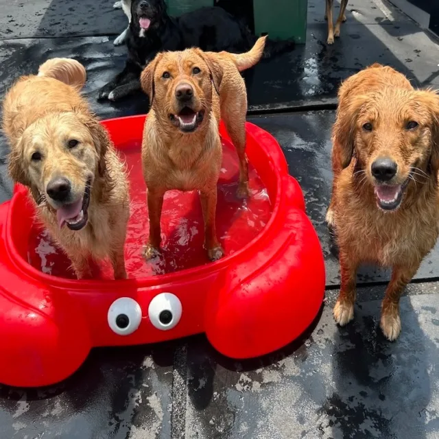 ☀️ Summer days are best spent splashing with furiends! 💦🐾 These cool pups sure know how to beat the heat and turn the pool into a paw-ty! 😎🐶 Nothing like a little sunshine, water, and wagging tails to make the day pawfect! 🌈🐕